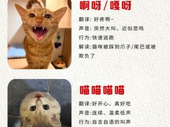 -申普宠物医院·心脏介入·心血管微创(总院)