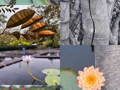 -中国科学院华南植物园
