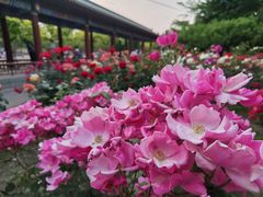 -莲花池公园