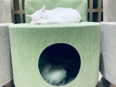 -猫和宫(六道口店)