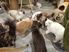 -楼上猫咖(罗湖店)