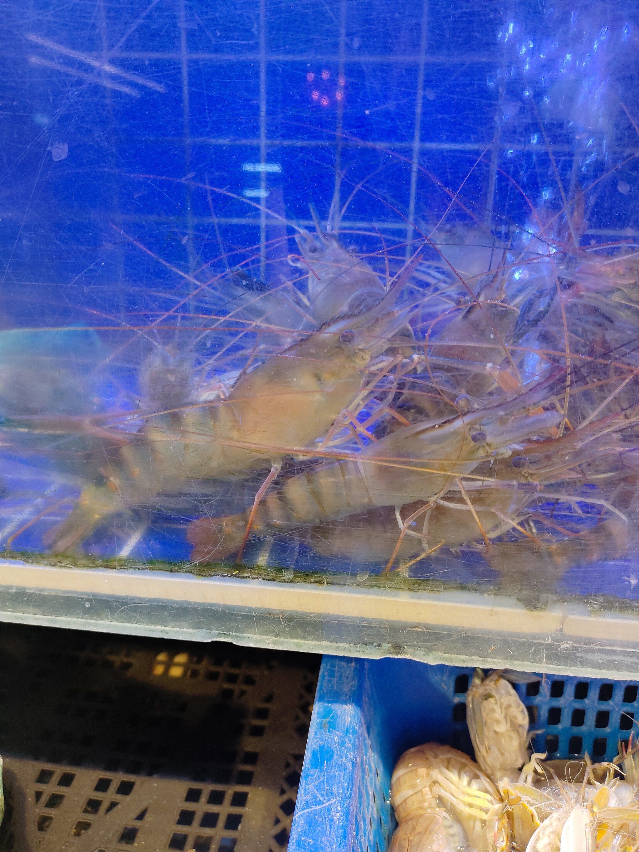 罗氏虾又名罗氏沼虾,淡水长臂大虾,原产于