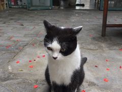 -喵屿·大理花园猫咖