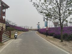 -金卉庄园