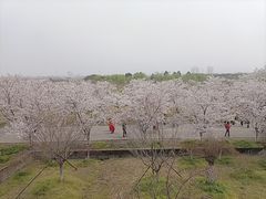 -天王浮山樱花园