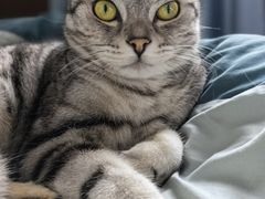 -瑞派康怡24h宠物医院·犬猫医疗中心·微创绝育(瑞景分院)