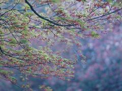 景点-荆川公园