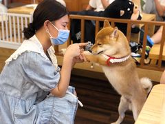 -豆柴町-柴犬主题狗咖(红鼎国际C座店)