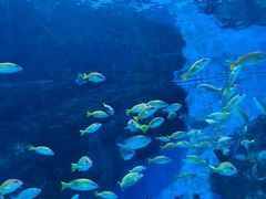 -海合安成都极地海洋公园