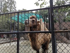 -荆州中山公园动物园