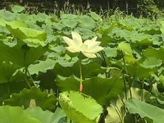 -同里国家湿地公园