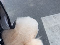 -艾贝尔宠物医院·狂犬免疫点(江山金象城店)