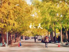 -三里屯东五街银杏大道