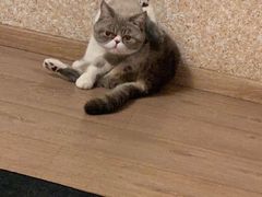-美联众合动物医院·24h转诊中心