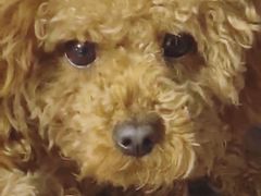 -伟伟宠物医院·CT影像中心·瑞派犬猫综合性门诊(汉口总院)