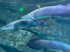 -泉城欧乐堡海洋极地世界