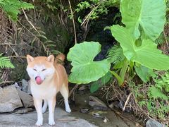 -芭比堂动物医院·24小时·眼科中心(深圳中心)