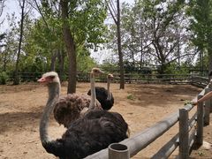 -大连森林动物园