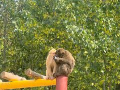 -西霞口神雕山野生动物世界