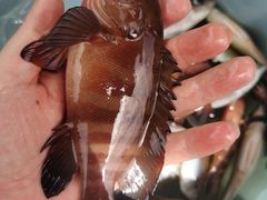 -小猫钓鱼海钓俱乐部(椰梦长廊店)