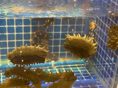 -川骄海鲜自助(河东店)