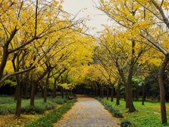 -上海共青森林公园