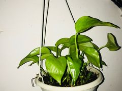 -白玉兰食品(汇联商厦店)