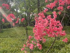 -上海佘山国家森林公园天马山园