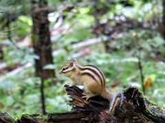 -五营红松林海景区