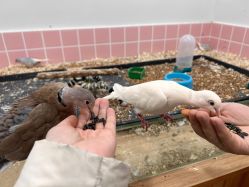 -Moni星球萌宠·小马宝莉·灵蛇·高端高阶全萌宠互动体验俱乐部(红豆国际广场店)