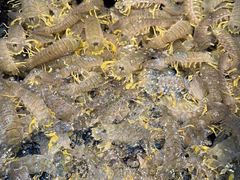 -海鲜e族(马王堆店)