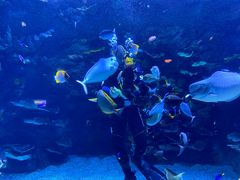 -欢乐海岸海洋奇梦馆