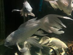-太奥幻太奇海洋馆