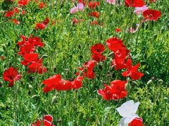 -国家植物园南园