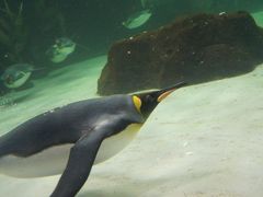 -悉尼海洋生物水族馆