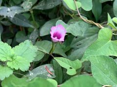 -前小桔亲子创意农场·草莓采摘·露营烧烤