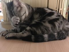 -猫和宫(六道口店)