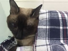 -美联众合动物医院·24h转诊中心