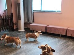 -浣熊柯尔鸭土拨鼠·电玩咖