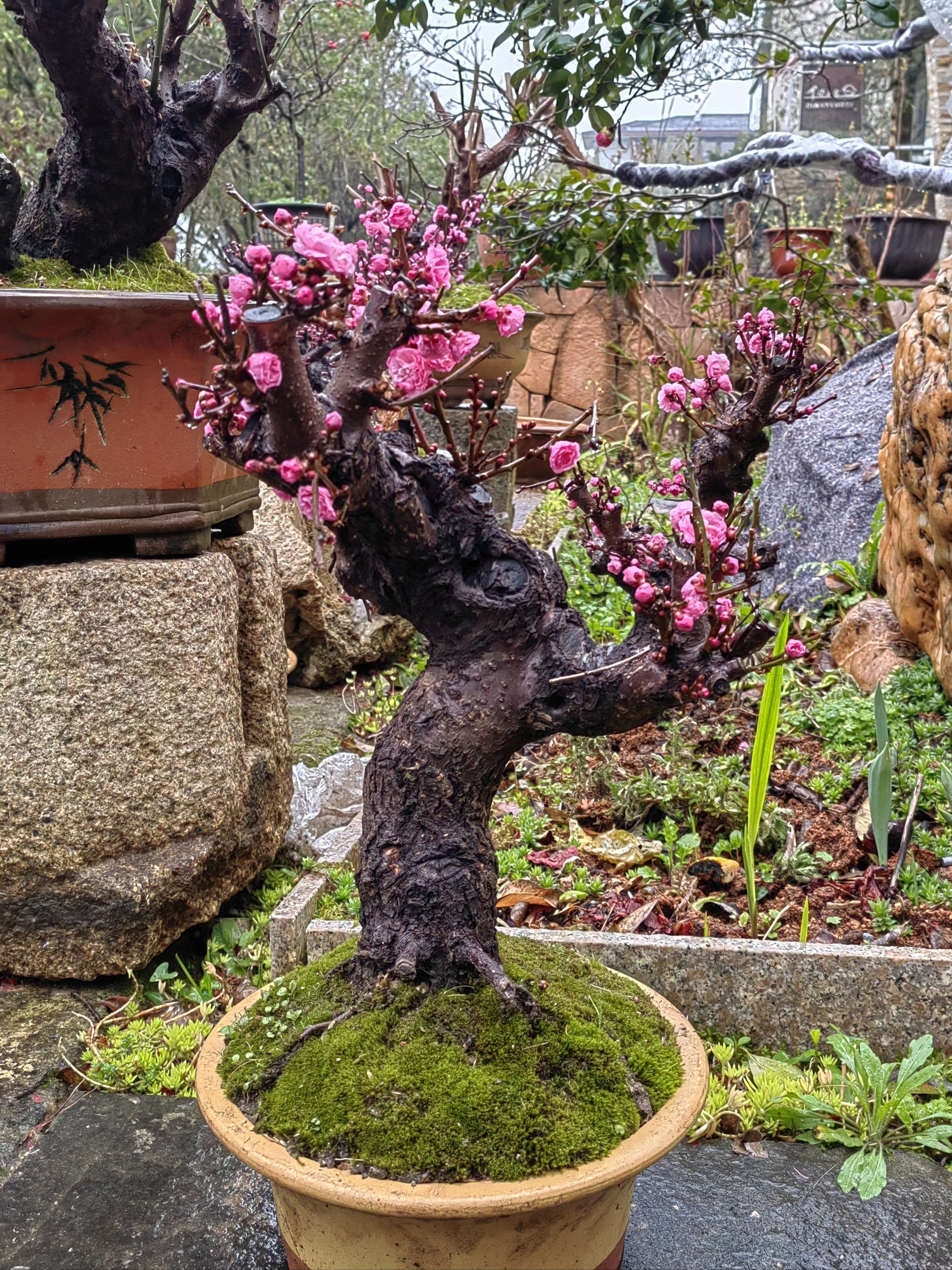 百年梅桩展新颜