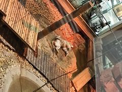 -麒麟中餐厅·经典粤菜·地道菜式老字号(广州长隆酒店)