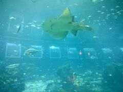 -新加坡海洋生态馆