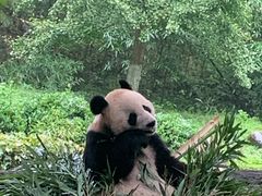 -都江堰中华大熊猫苑
