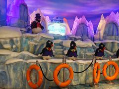 -帝企鹅自助餐厅•儿童岛•真企鹅(长隆企鹅酒店)