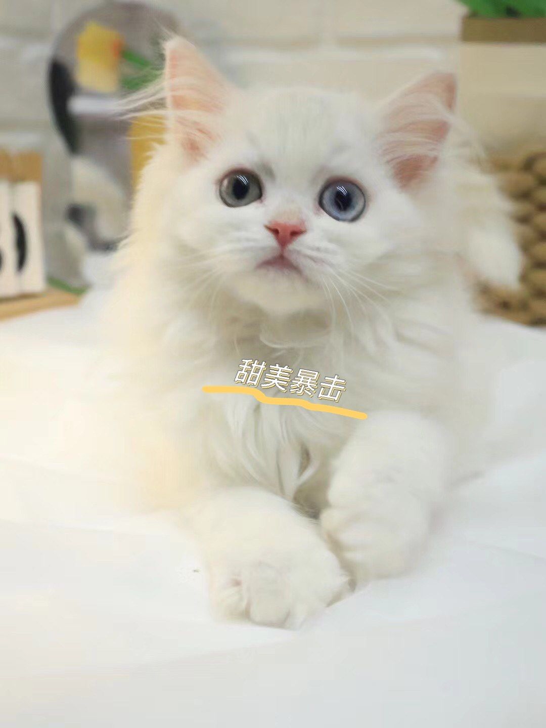 异瞳纯白英长妹妹在线找ee