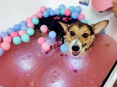 -派多格宠物·购宠(靛厂路店)