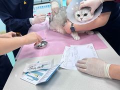 -北京观赏动物医院·24小时大型综合·猫专科·异宠专科