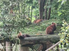 -都江堰中华大熊猫苑