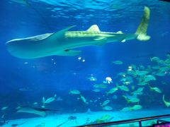 -烟台海昌鲸鲨海洋公园