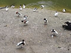 -石家庄市动物园